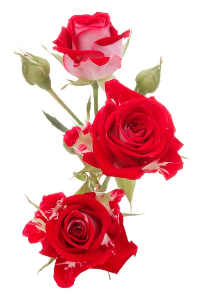 Red rose flower bouquet — Stock Photo, Image