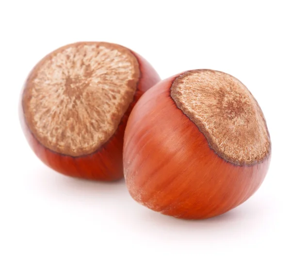 Hazelnut or filbert nut — Stock Photo, Image