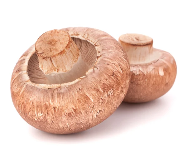 Kahverengi champignon mantar — Stok fotoğraf