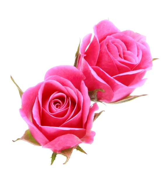 Pink rose flower bouquet — Stock Photo, Image