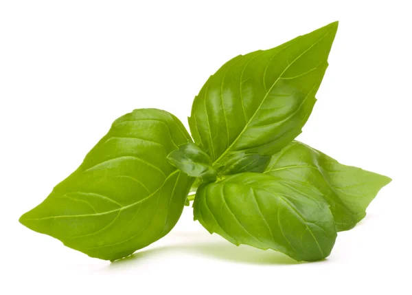 Sweet basil leaves — Stock Photo, Image