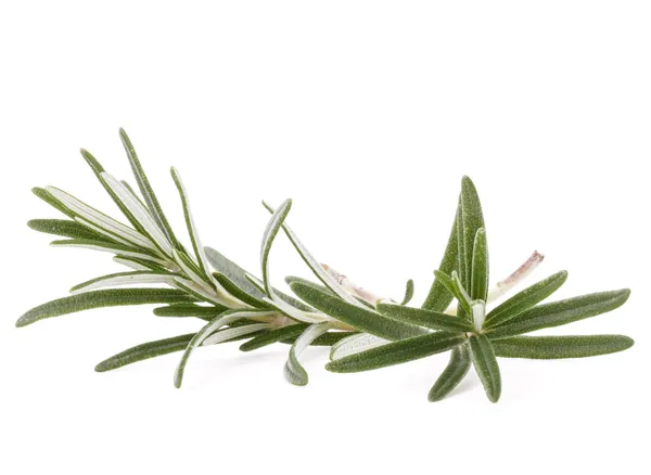 Rosemary herb spice leaves isolated on white background cutout — Stock Photo, Image