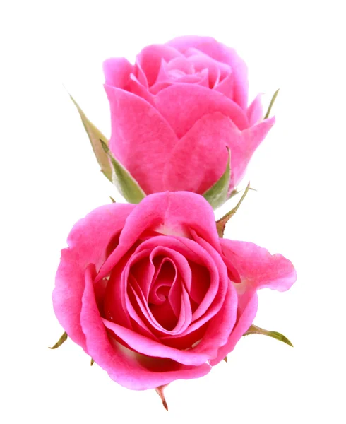 Pink rose flower bouquet isolated on white background cutout Stock Image