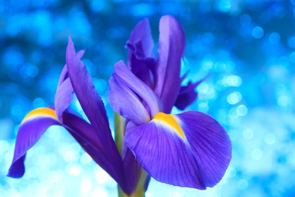 Beau fond bleu iris fleurs — Photo