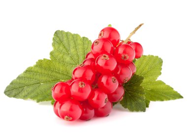 Kırmızı kuş üzümü ve yeşil yaprakları natürmort 