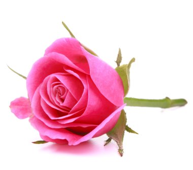 pembe Gül çiçek baş beyaz arka plan üzerinde kesme izole