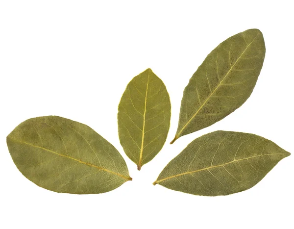 Aromatic bay leaves — Stock Photo, Image