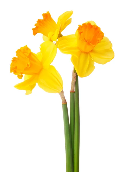 Fiore di narciso o bouquet di narcisi isolato su sfondo bianco — Foto Stock
