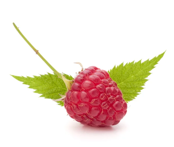 Sweet raspberry isolated on white background cutout — Stock Photo, Image