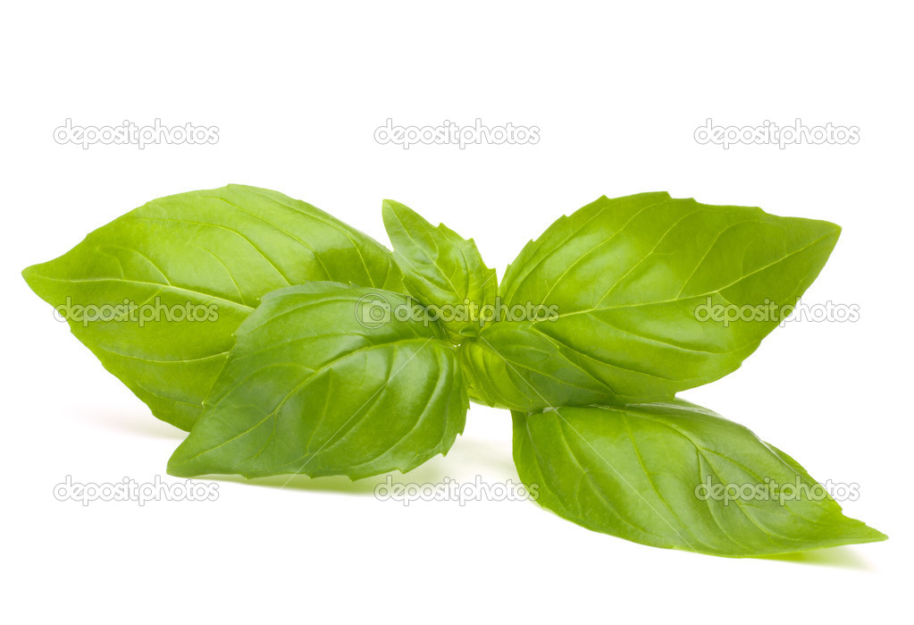 Sweet basil leaves 