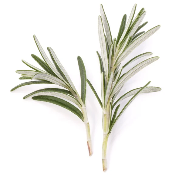 Rosmarino foglie di spezie erba isolato su sfondo bianco ritaglio — Foto Stock
