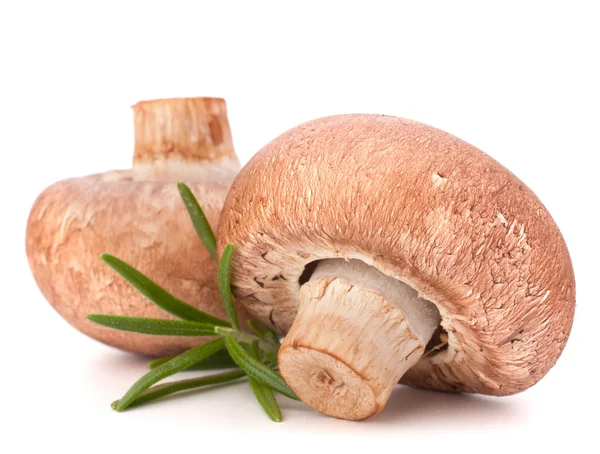 Braune Champignon-Pilze und Rosmarinblätter — Stockfoto