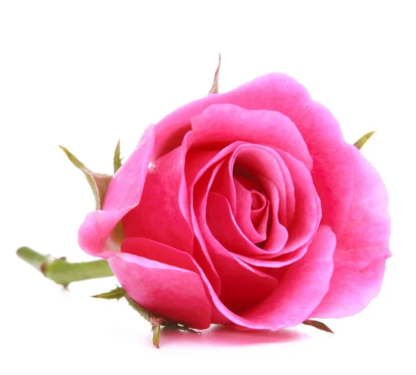 Ροζ λουλούδι κεφάλι που απομονώνονται σε λευκό φόντο διακοπής — Φωτογραφία Αρχείου