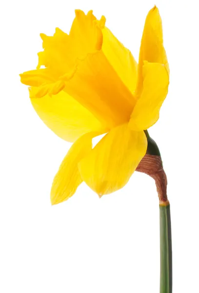 Daffodil fleur ou narcisse isolé sur fond blanc découpe — Photo