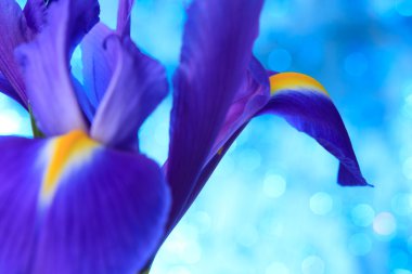 Beautiful blue iris clipart