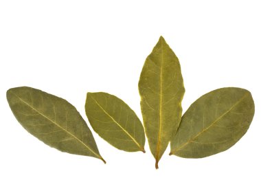 aromatik defne yaprağı 