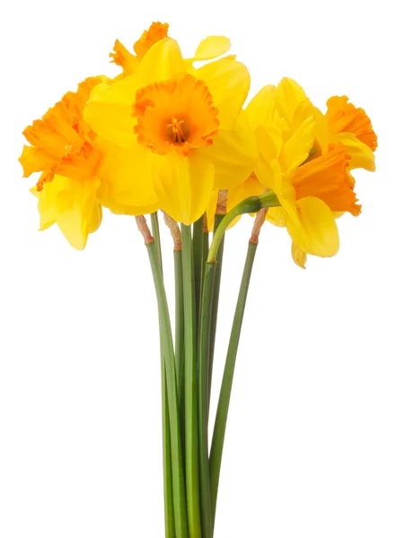 Påsklilja blomma eller narcissus bukett — Stockfoto