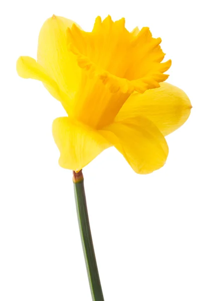 Daffodil flor ou narciso — Fotografia de Stock