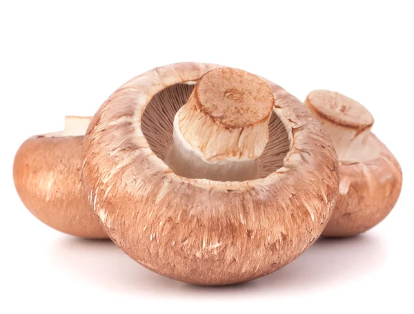 Kahverengi champignon mantar — Stok fotoğraf