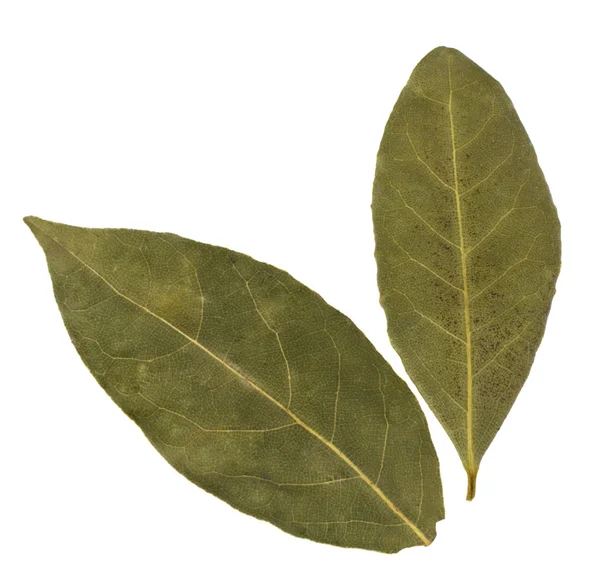 Αρωματικά φύλλα δάφνης — Φωτογραφία Αρχείου