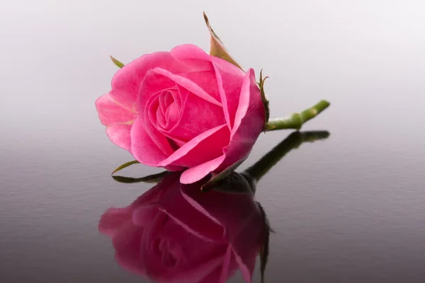 Fleur rose avec reflet — Photo