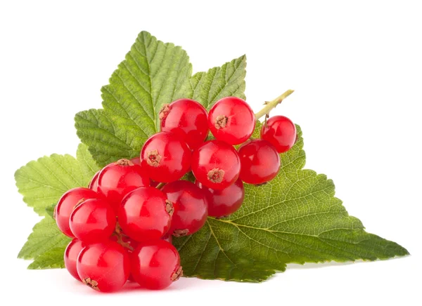 Rote Johannisbeeren und grüne Blätter — Stockfoto