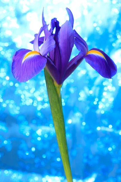 Bela íris azul — Fotografia de Stock