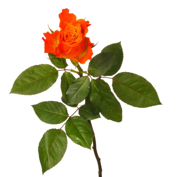 Rose orange — Photo