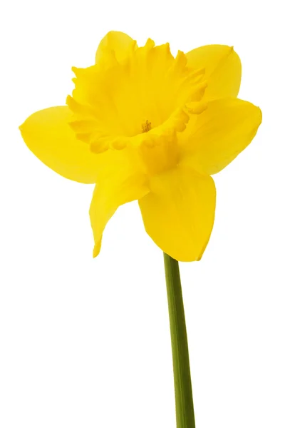 Kwiat żonkila lub Narcyz — Zdjęcie stockowe