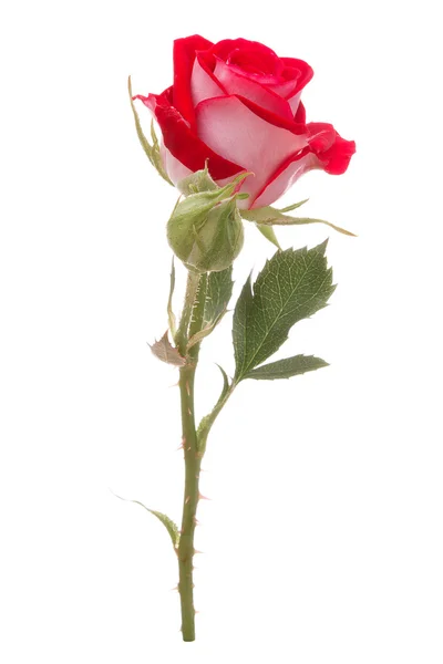 Röd ros blomma huvudet — Stockfoto
