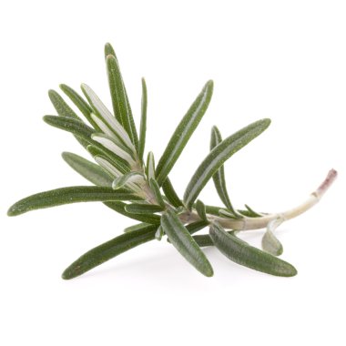 Biberiye bitki baharat yaprakları