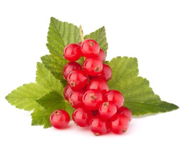 Kırmızı kuş üzümü