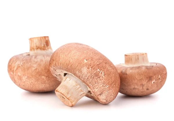 Champignon braun — Stockfoto