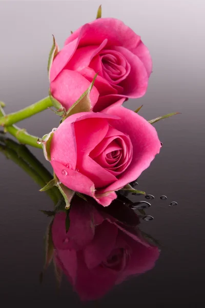 Рожеві квіти — стокове фото