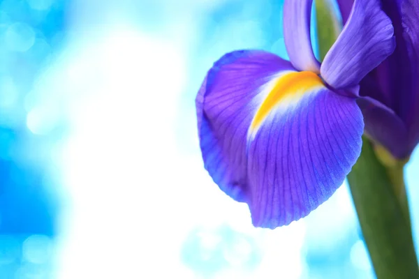 Flores da íris azul — Fotografia de Stock