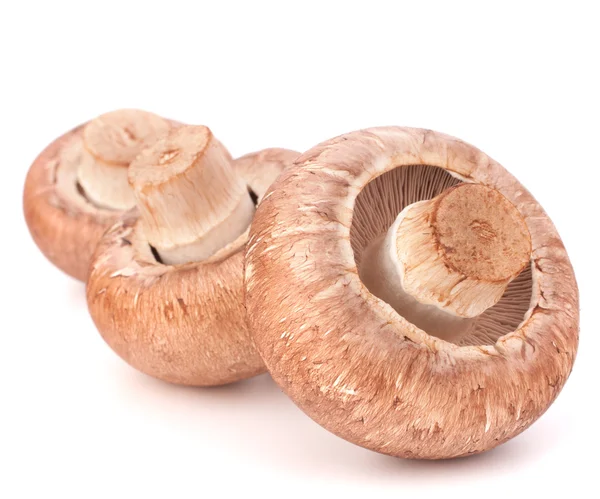 Funghi champignon marroni — Foto Stock