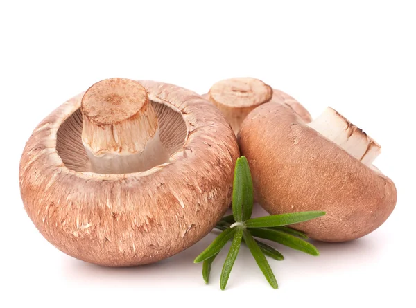 Brązowe grzyby Champignon — Zdjęcie stockowe