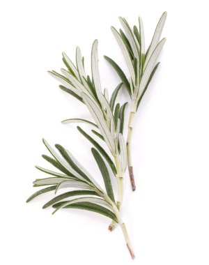 Biberiye bitki baharat yaprakları üzerinde beyaz bir arka plan kesme izole 