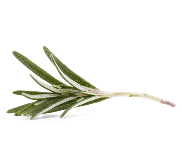 Rosemary herb spice leaves isolated on white background cutout — Stock Photo, Image