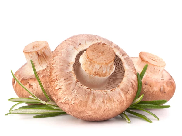 Fungo champignon marrone e foglie di rosmarino — Foto Stock