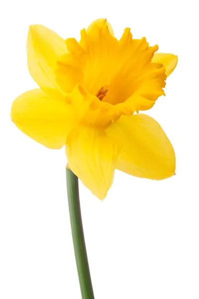 Daffodil bloem of narcissen geïsoleerd op witte achtergrond cutout — Stockfoto