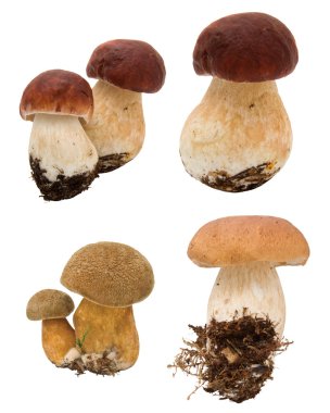 beyaz izole mantar toplama 