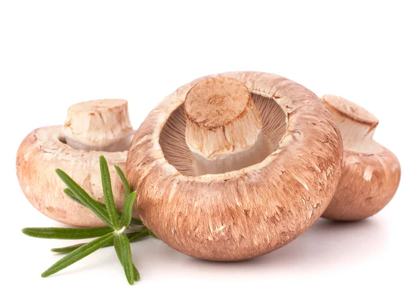 Brown champignon mushroom and rosemary leaves — Stock Photo, Image