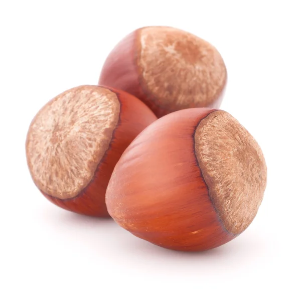 Hazelnut or filbert nut isolated on white background cutout — Stock Photo, Image