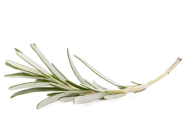 Rosmarin Kräuter Gewürzblätter isoliert auf weißem Hintergrund Ausschnitt — Stockfoto