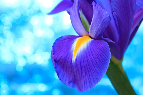 Hermoso fondo azul flores iris — Foto de Stock