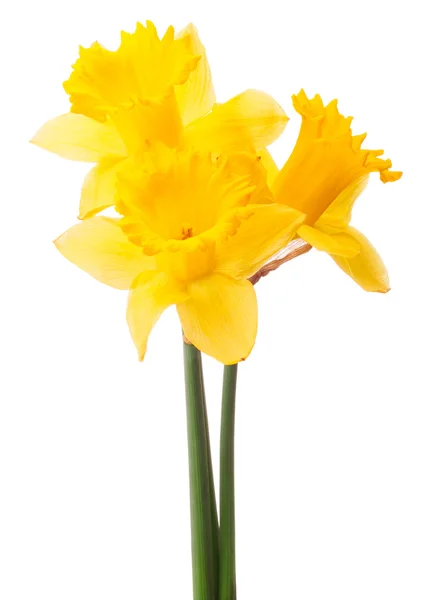 Flor de daffodil ou buquê de narciso — Fotografia de Stock