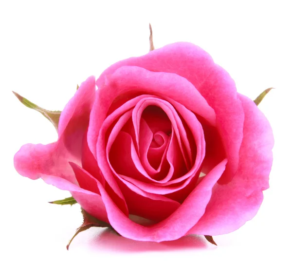 Rosa Rosenblütenkopf isoliert auf weißem Hintergrund Ausschnitt — Stockfoto