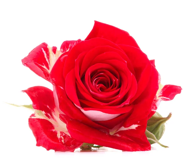 Rosier rouge tête de fleur isolé sur fond blanc découpe — Photo