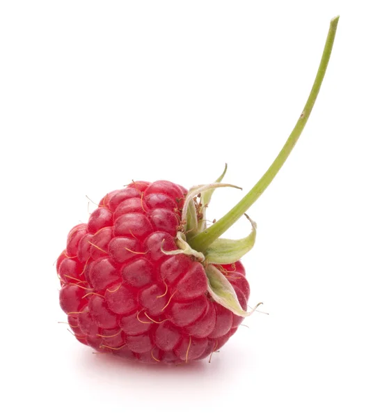 Framboise douce isolée sur fond blanc découpe — Photo